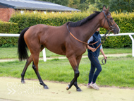 HC240925-68 - Mighty Quiet